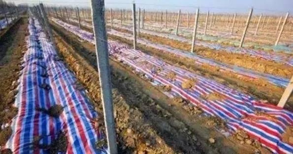 花生双行起垄覆膜作业实景