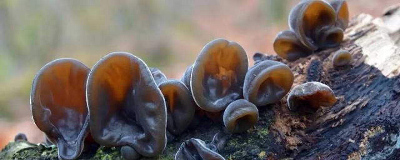 枯木上生长的多种真菌特写,展示不同形态与颜色的木生真菌 枯木上生长的多种真菌特写