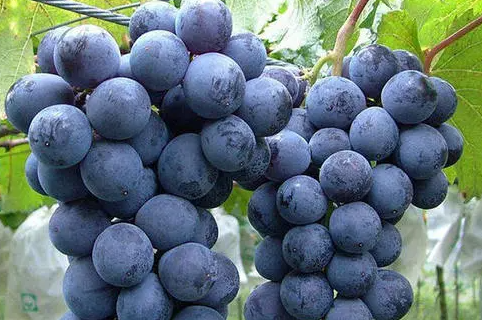 寒香蜜葡萄成熟果实特写