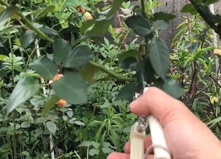 大花美人月季的修剪过程