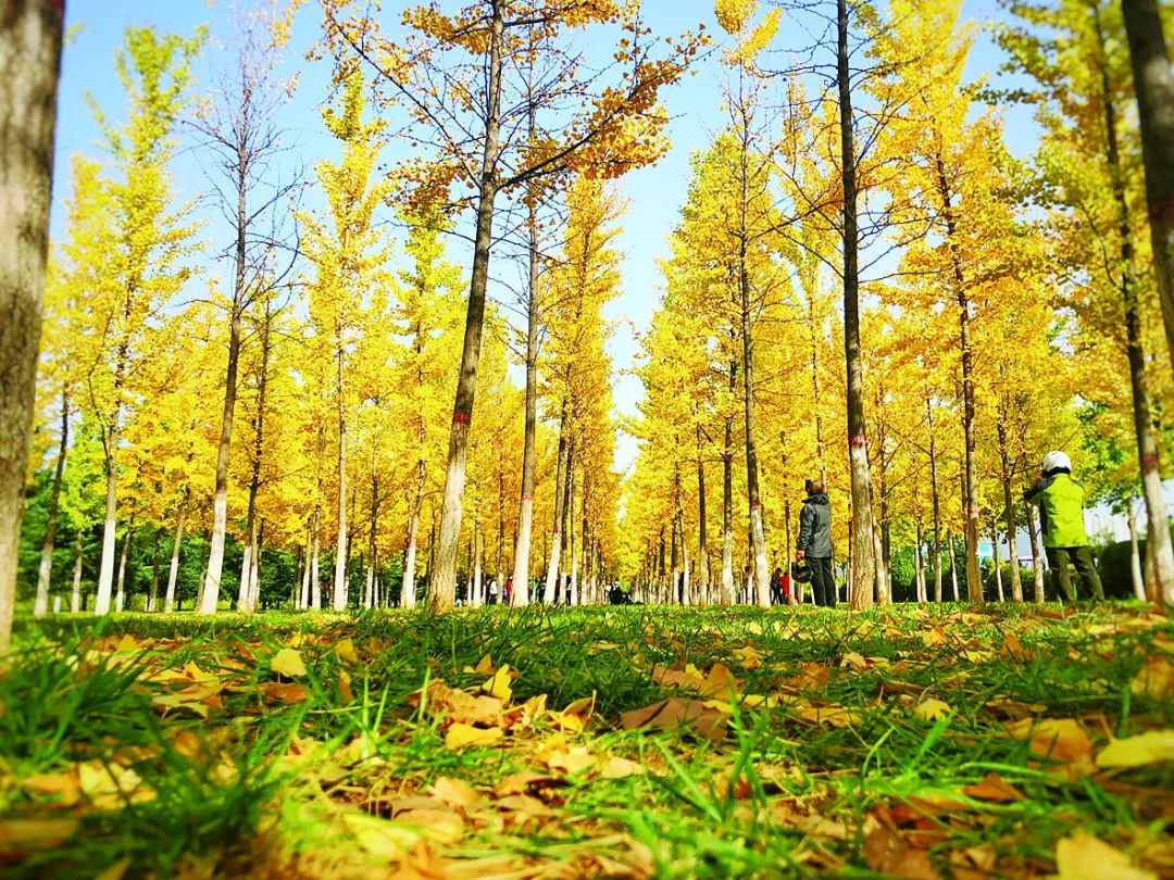 红枫与银杏秋季变色对比图