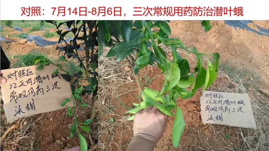 柑橘潜叶蛾幼虫危害典型症状特写：叶片正面可见银白色蜿蜒隧道，部分隧道末端膨大为虫苞，叶背对应位置有微小黑点（虫粪）