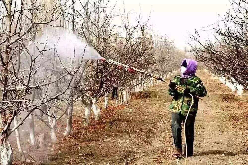 一处标准化李子果园,工人正在使用背负式喷雾器对李子树进行病虫害防治作业。果树整齐排列,部分树枝悬挂着黄色粘虫板,地面铺设反光膜,体现现代化果园管理理念 李子果园综合管理场景
