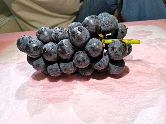 葡萄果实横切显微结构示意图