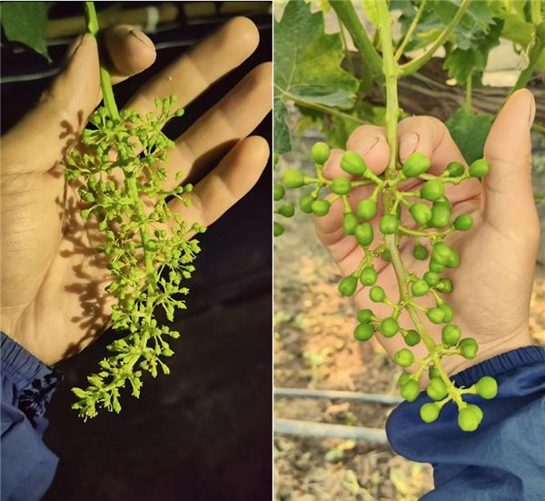 葡萄结果母枝芽位分级与空间布局图：清晰标注上/中/下三层结果带高度区间，各层对应留芽数与芽体形态（一级芽饱满深褐、二级芽微扁、三级芽干瘪开裂），并示意芽向朝外、不重叠的空间排布逻辑