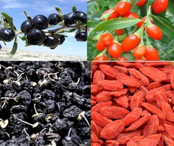 黑枸杞泡水前后对比图