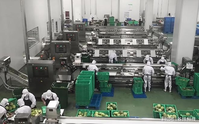 1661苹果在现代化分拣线上按大小颜色自动分级