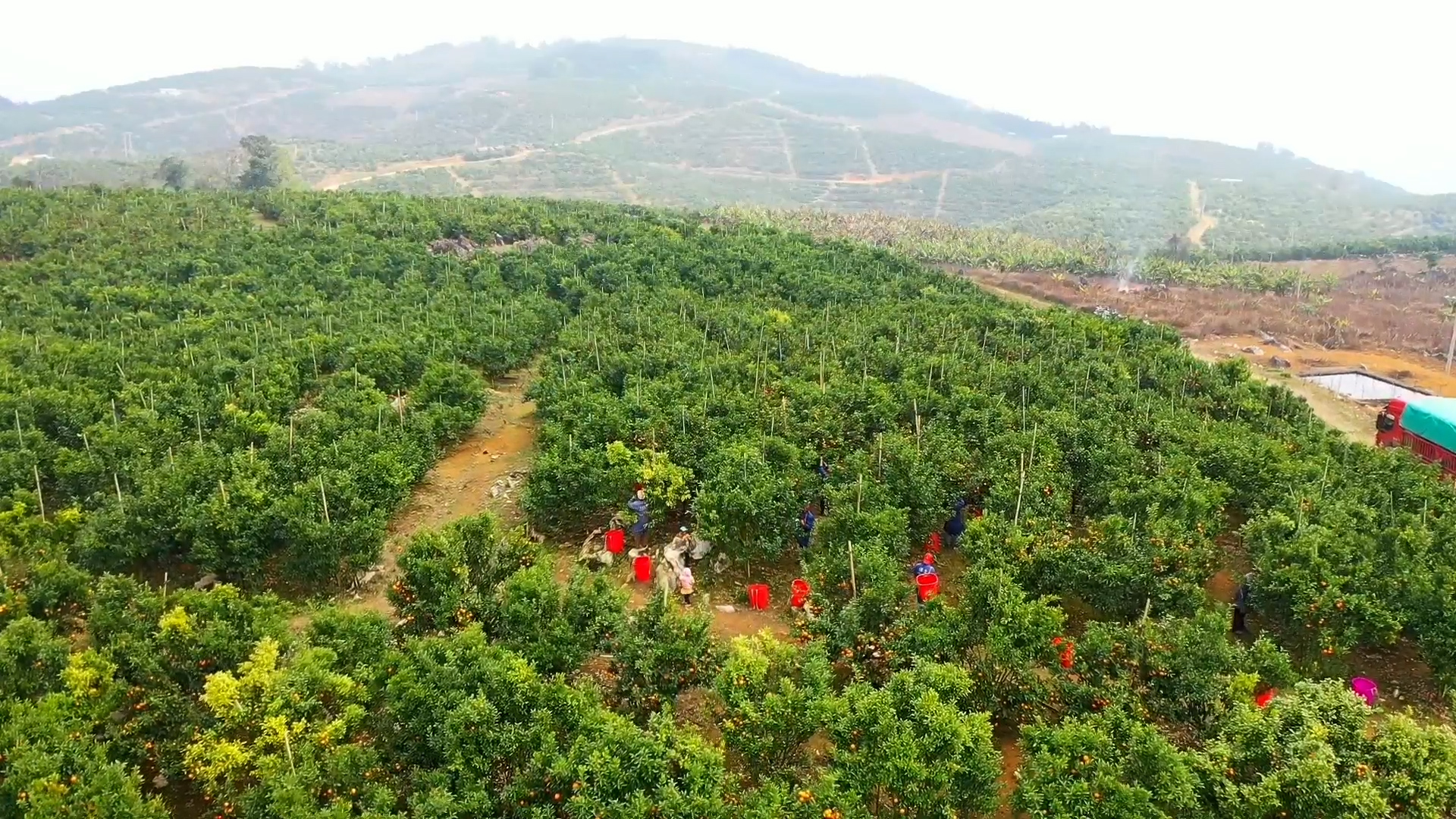 西班牙安达卢西亚地区机械化采收甜橙现场