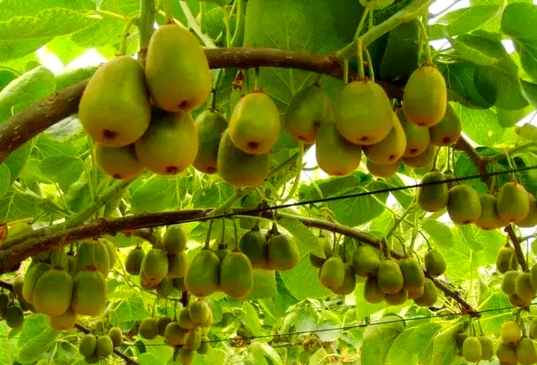 Ziguang Tangerine orchard in full bloom