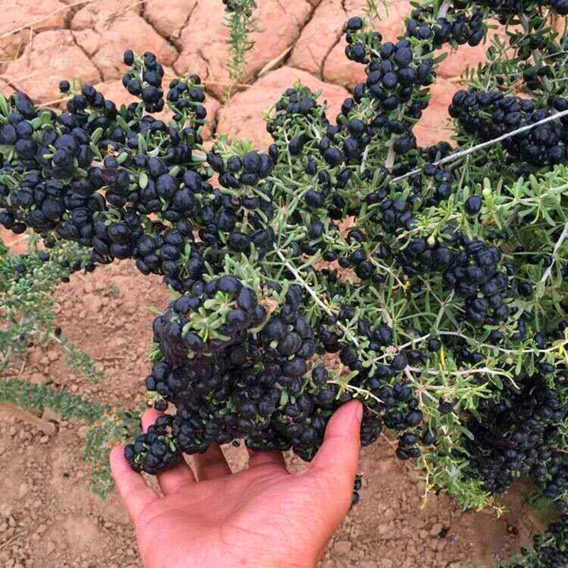 野生黑果枸杞植株特写