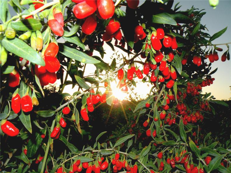 成熟鲜红的宁夏枸杞果实特写,表面光滑有光泽,背景为自然农田环境,体现原生态种植场景 枸杞特写镜头