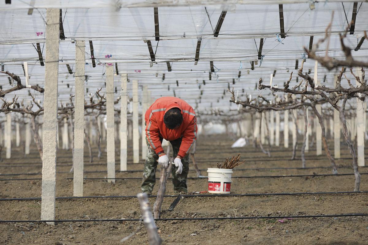 户太8号葡萄夏季田间管理场景