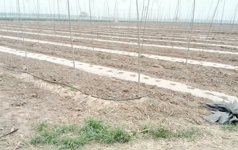 白不老豆角种植基地的滴灌系统