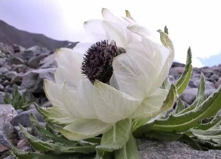 天山雪莲植株及种子采集场景