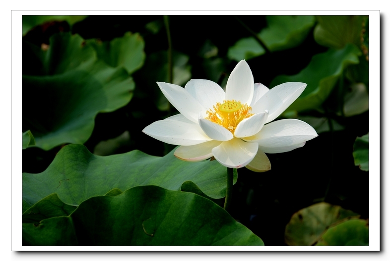 白莲子的花盛开在清晨的池塘中,花瓣洁白无瑕,花心呈金黄色,周围有露珠点缀,背景为碧绿荷叶和朦胧晨雾 白莲子的花盛开在清晨的池塘中,花瓣洁白无瑕,花心呈金黄色,周围有露珠点缀,背景为碧绿荷叶和朦胧晨雾