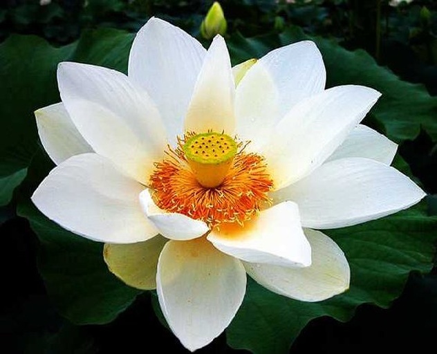 盛开的葱莲花朵特写