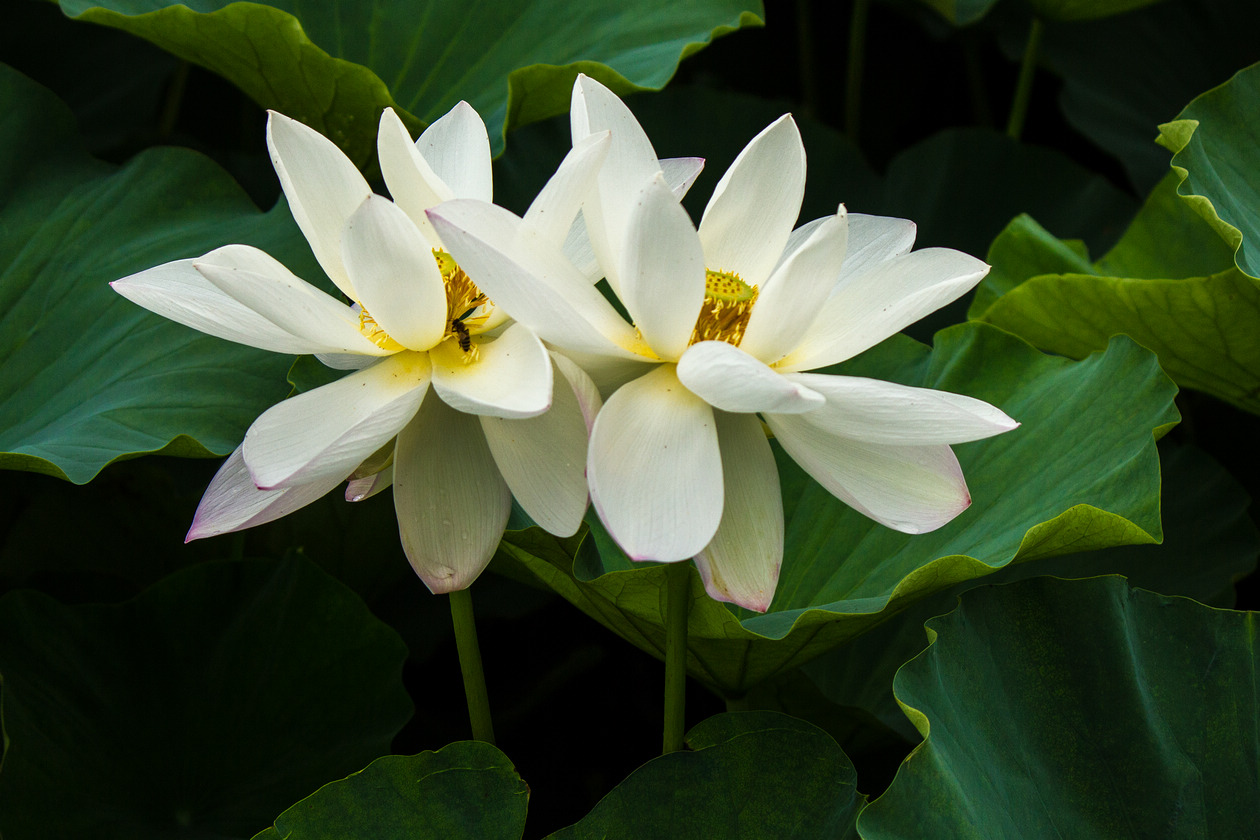 白莲子的花与成熟莲蓬同框展示,左侧为盛开的白花,右侧为褐色莲蓬,背景为绿色荷叶,构图对称,突出生命周期的过渡 白莲子的花与成熟莲蓬同框展示,左侧为盛开的白花,右侧为褐色莲蓬,背景为绿色荷叶,构图对称,突出生命周期的过渡