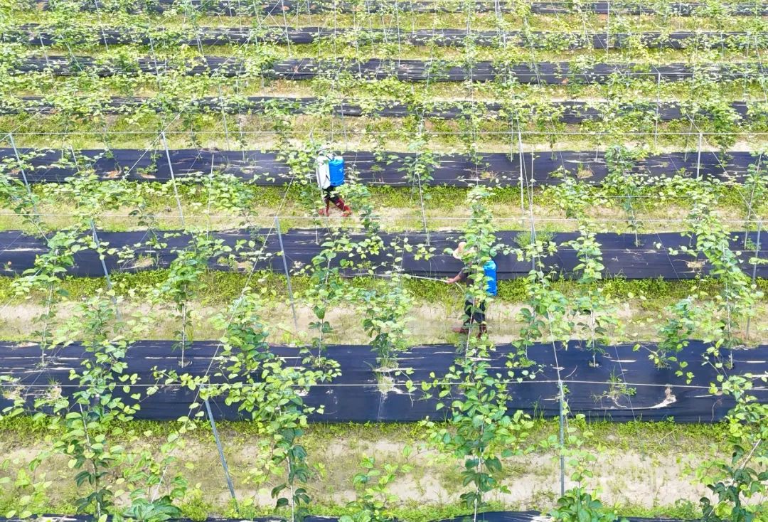 果园喷洒杀菌剂防治黑斑病 果园喷洒杀菌剂防治黑斑病