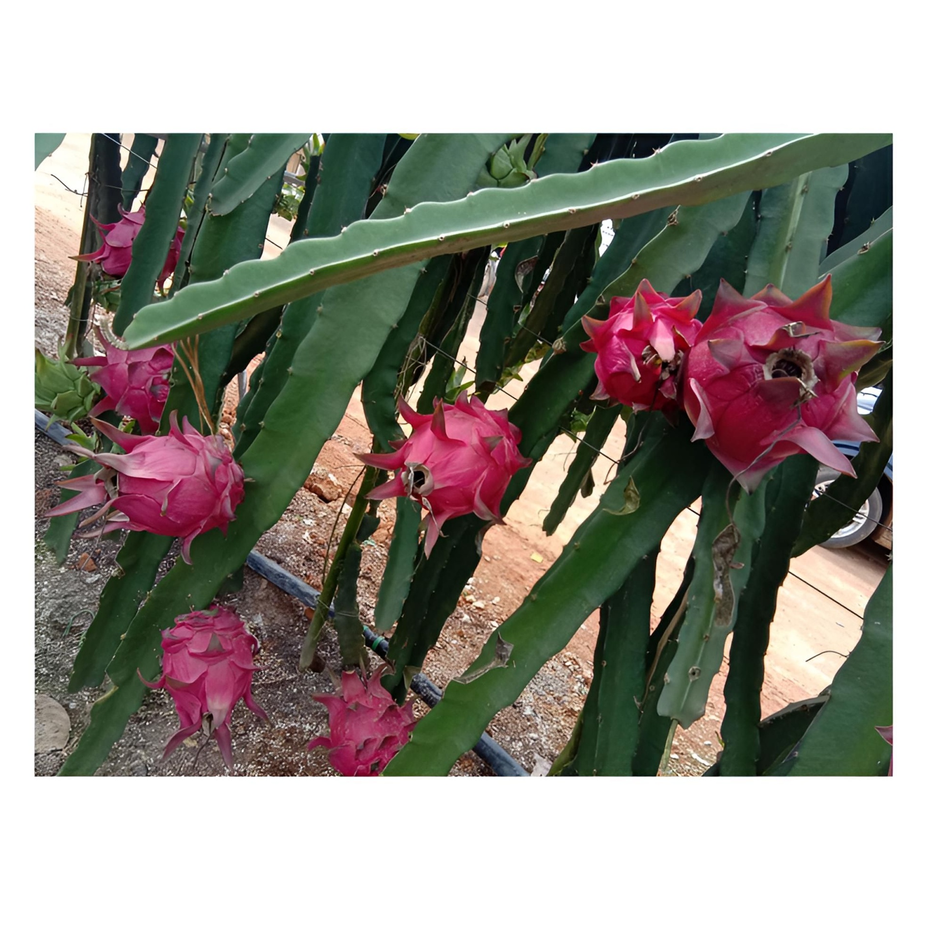 无人机航拍视角下的红心火龙果种植园,整齐排列的水泥支架上攀爬着火龙果植株,部分植株挂有成熟的紫红色果实,阳光明媚,绿色植被茂盛,土地呈红褐色,展现热带果园的规模化种植场景 红心火龙果果园航拍图