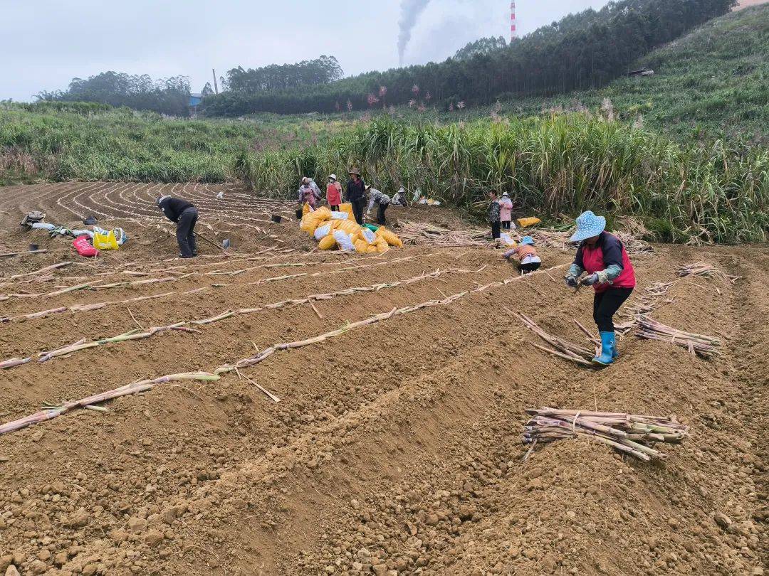 甘蔗地中耕培土与施肥作业现场