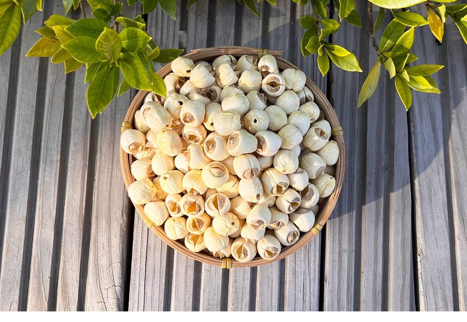 展示新鲜莲子从剥壳到去芯的全过程,背景为竹篮中放置的绿色莲蓬,旁边摆放剥好的白嫩莲子 新鲜莲子处理过程