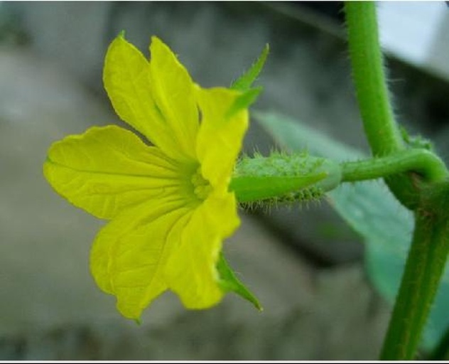 黄瓜雌花特写
