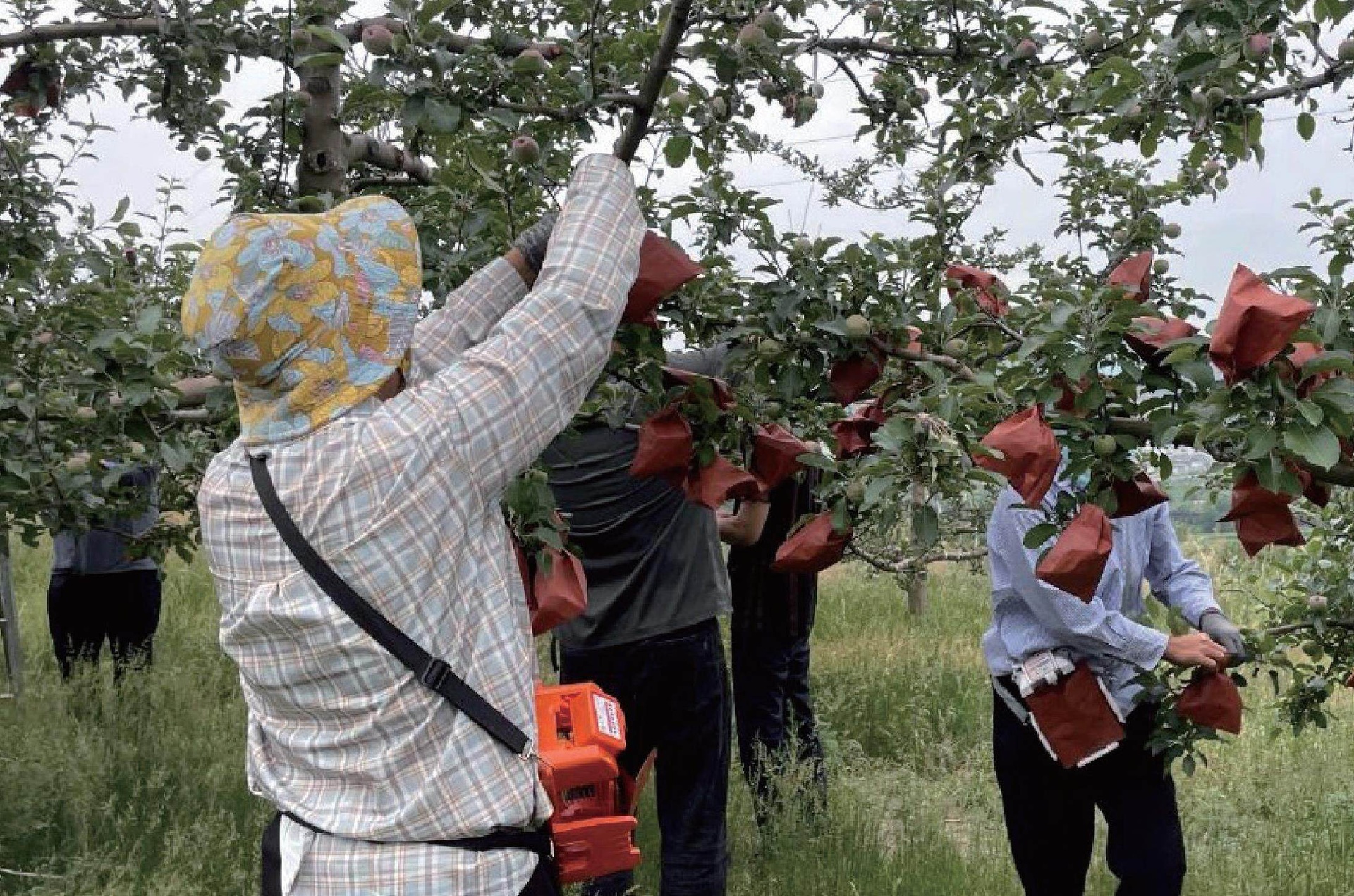 采摘工人在果园中挑选成熟红富士苹果