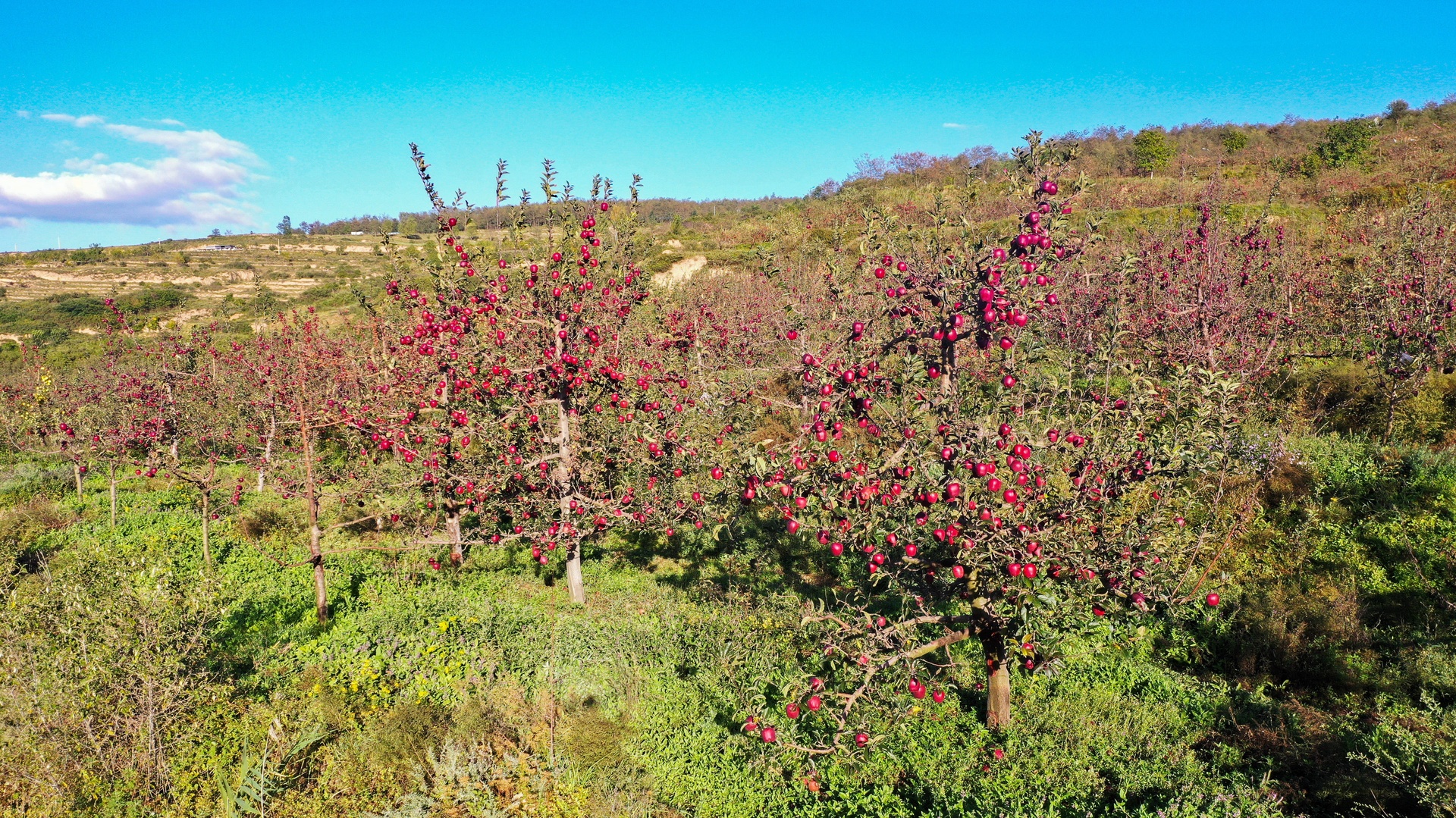 秦安县果园航拍图