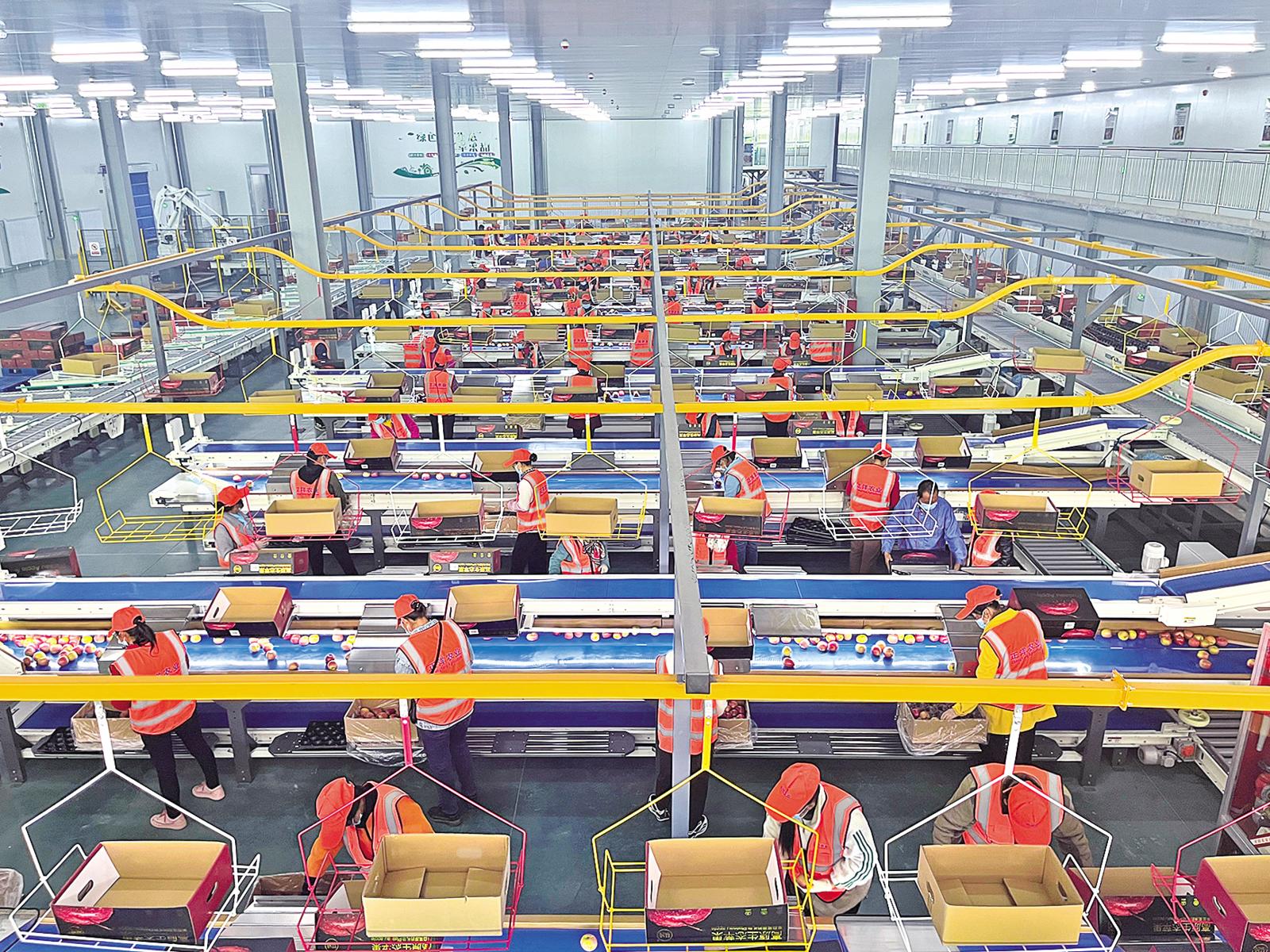 百香果分拣机设备展示图