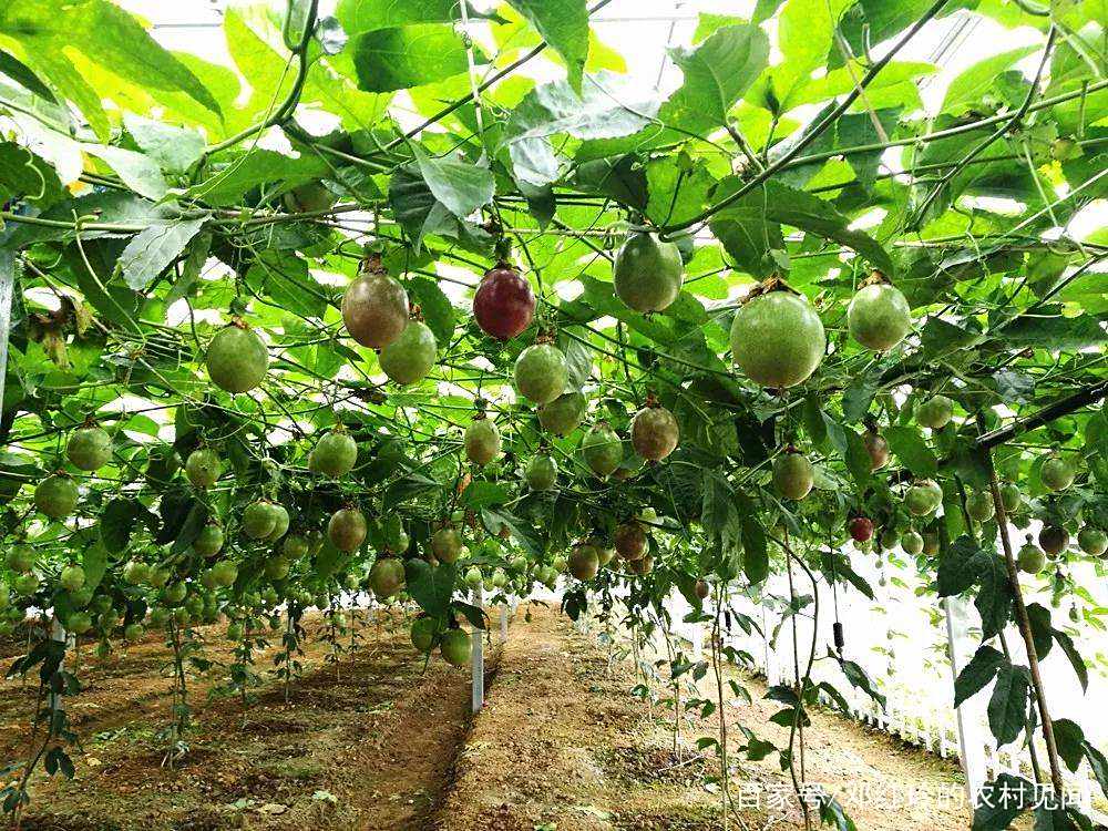 百香果种植基地航拍图