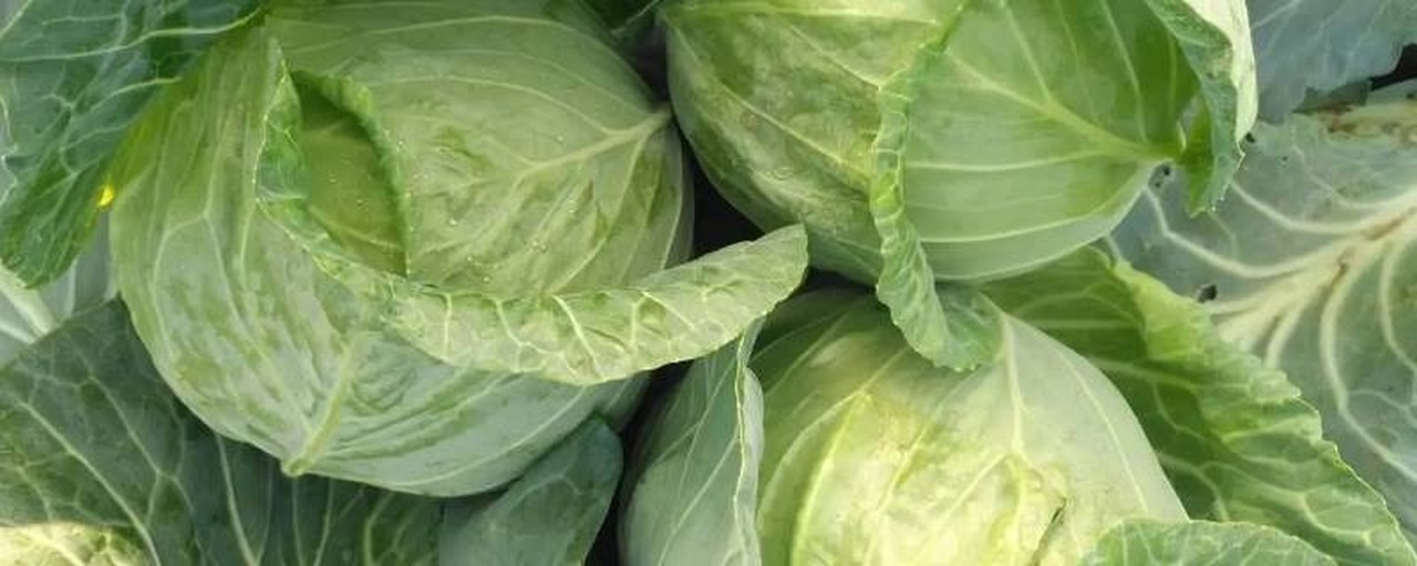 高清特写:新鲜圆生菜整体形态与质感细节,突出紧实球形、翠绿叶片、洁白茎部及自然光泽 新鲜圆生菜特写:一颗完整紧实的翠绿色球状生菜,外层叶片光滑油亮,顶部微微包合,底部茎部洁白水润,置于木质砧板上,背景为浅灰亚麻布