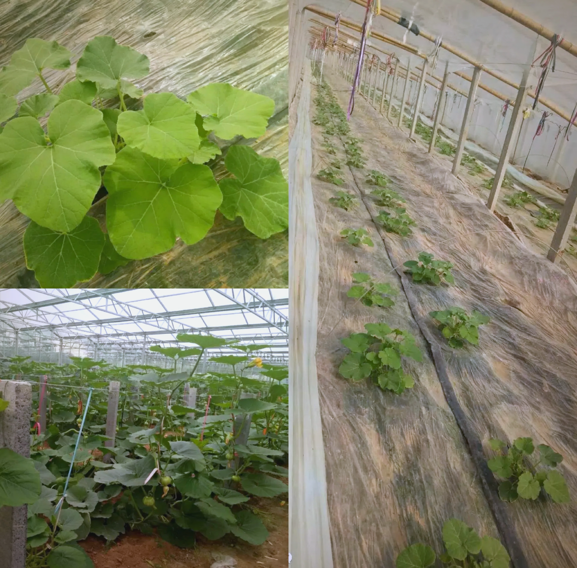 展示香芋南瓜在温室大棚中整齐生长的场景,植株间有滴灌管道和支撑架 香芋南瓜大棚栽培现场图
