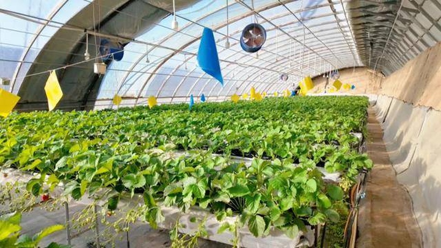白雪公主草莓种植大棚