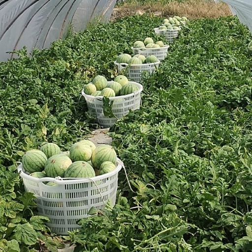 一位农民弯腰在田间采摘成熟的西瓜,周围是茂密的藤叶和散落的深绿条纹西瓜,部分西瓜已被装入竹筐,背景是蓝天白云下的广阔农田,体现丰收喜悦的劳动场景 成熟西瓜采摘现场