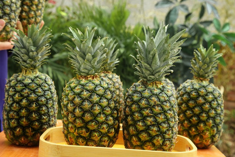 展示菠萝在冷藏环境中的保鲜状态,背景为恒温冷库,菠萝整齐摆放于货架上 菠萝冷藏保鲜示意图