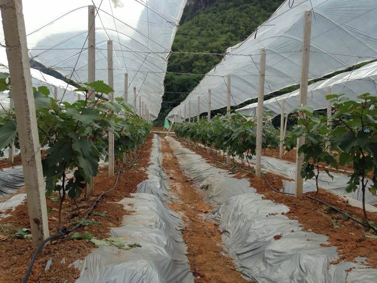 现代化葡萄避雨棚种植场景