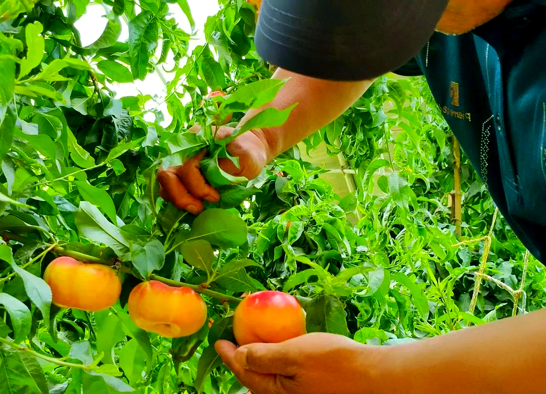 果园中农民正在采摘中油金艳油桃