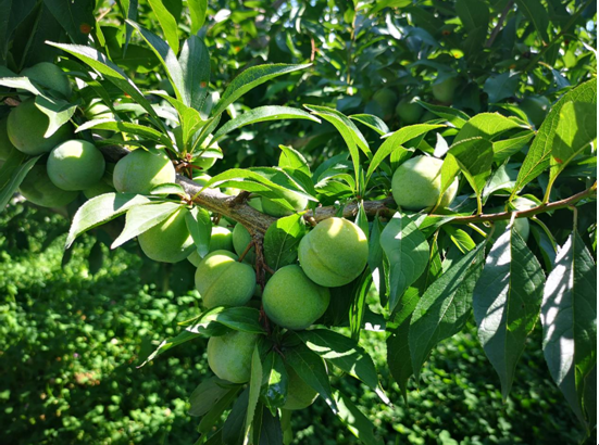 红梅树结出的青梅果实