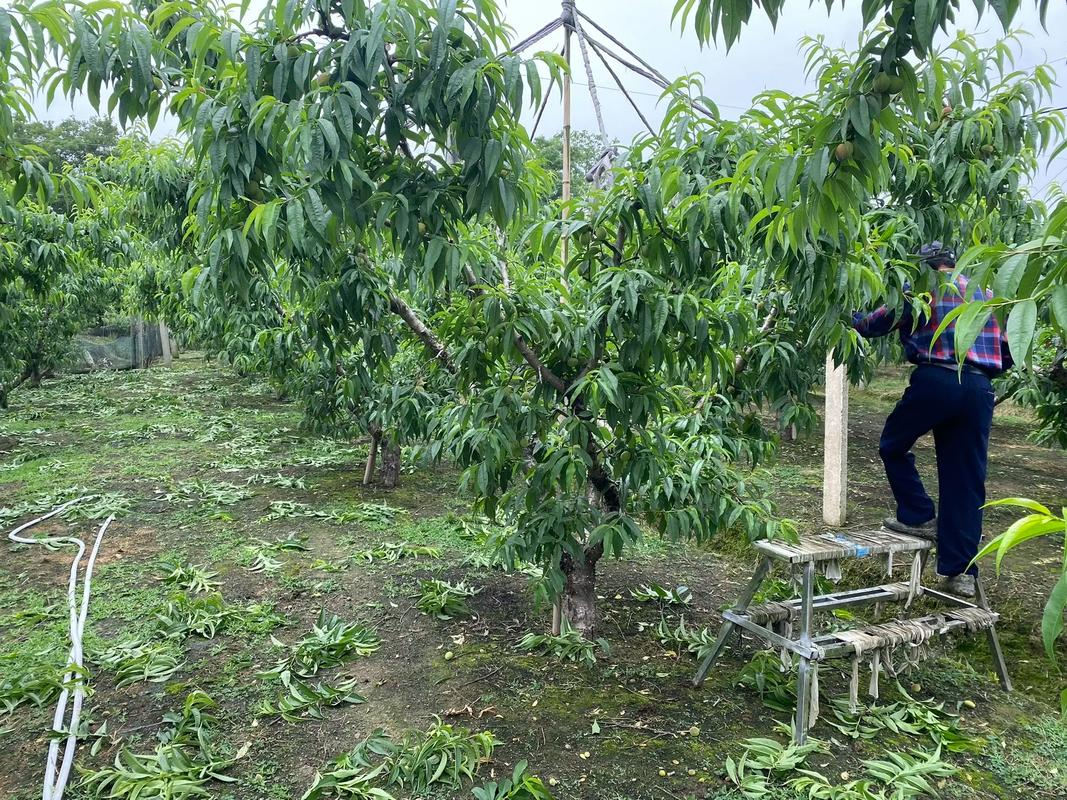 一名技术人员正在对三年生冬桃树进行冬季修剪,手持修枝剪,剪除靠近主干的细弱枝条,阳光照射下树形清晰可见,地面散落修剪下来的枝条,背景为整齐排列的桃园 冬桃果园冬季修剪现场图