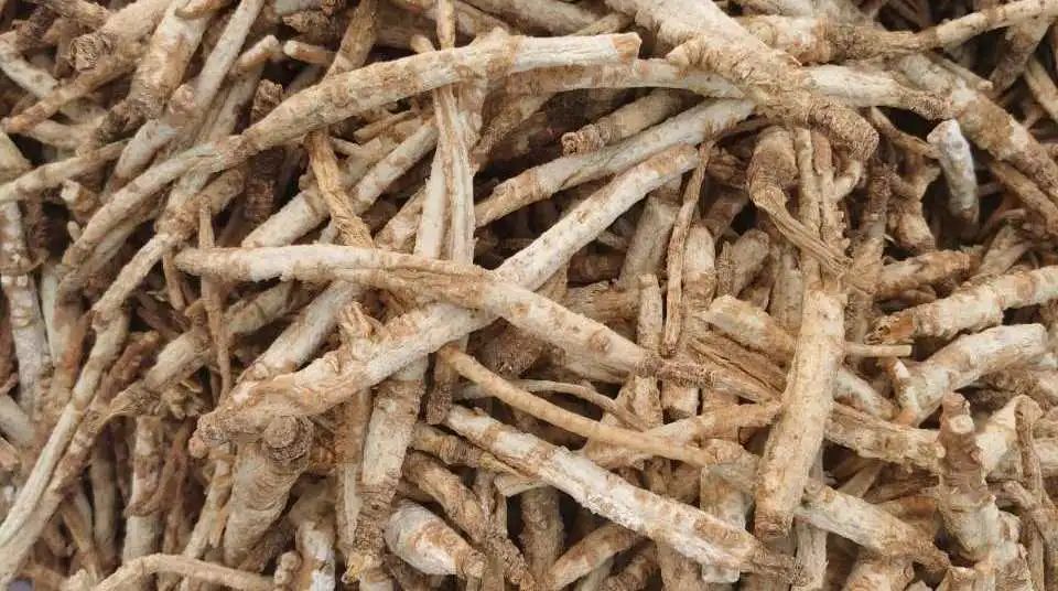 白芷花序与叶片细节图