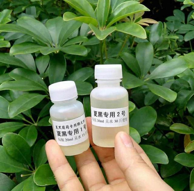 图示为技术人员在夏黑葡萄园中使用背负式喷雾器对新梢顶部均匀喷施调环酸钙溶液,操作人员穿戴防护服,喷头距植株约50厘米,确保药液覆盖但不滴漏 葡萄化学控旺田间喷施现场图