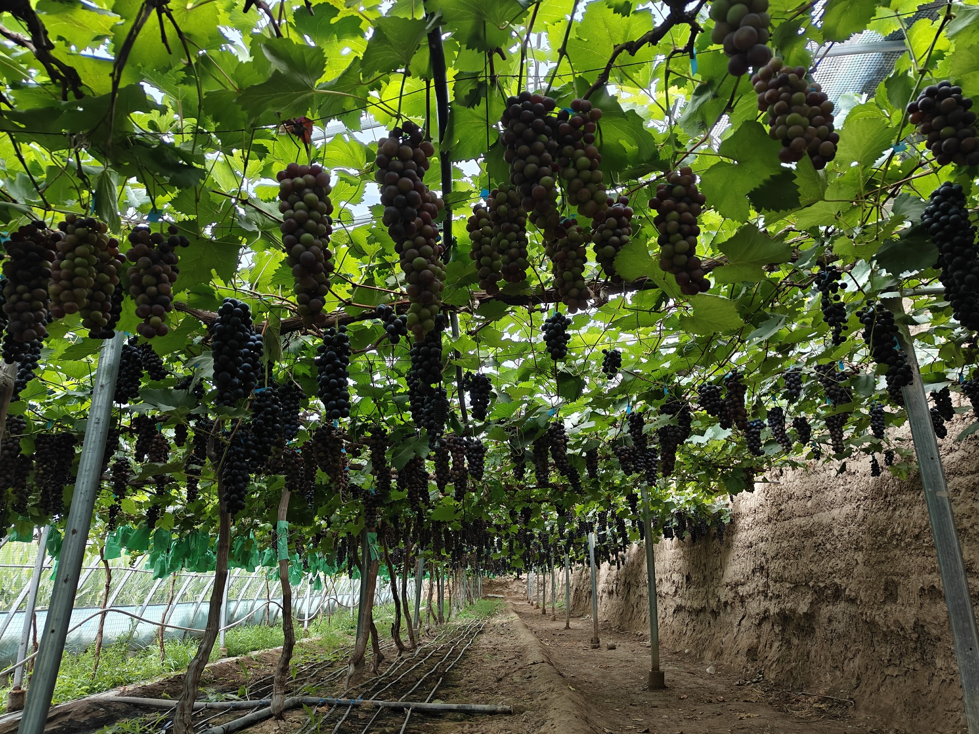 阳光玫瑰葡萄园标准化V型架式布局示意图