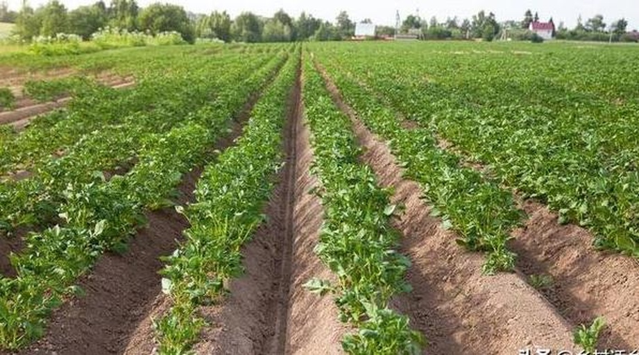 荷兰15号土豆田间生长实景