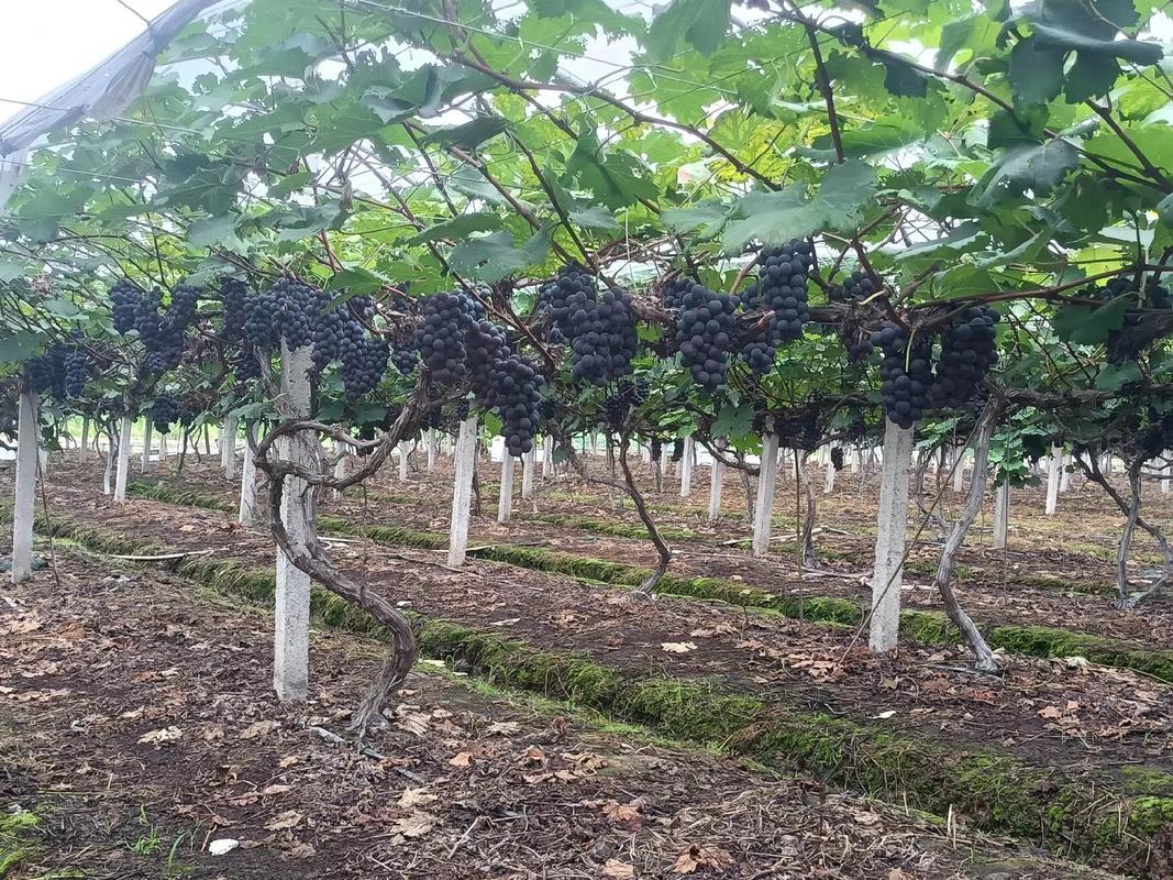 葡萄收获季节农民手工采摘场景