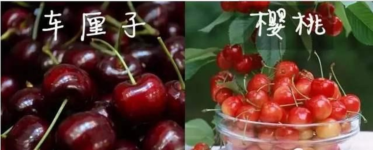 车厘子糖酸比与口感关系示意图