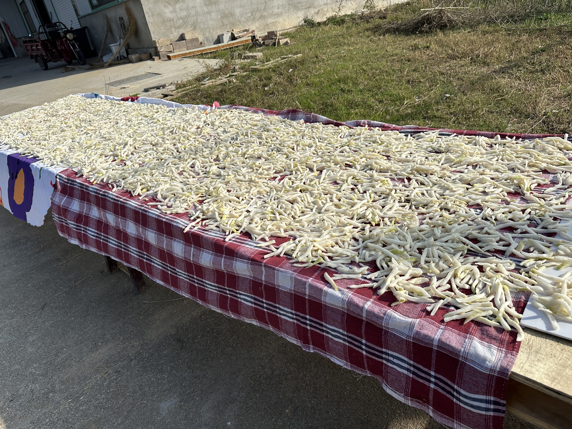 北方农村庭院豆角干晾晒场景