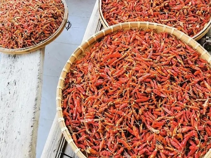 辣椒晾晒过程:辣椒整齐铺放在竹席上,正在阳光下进行自然晾晒 辣椒晾晒过程