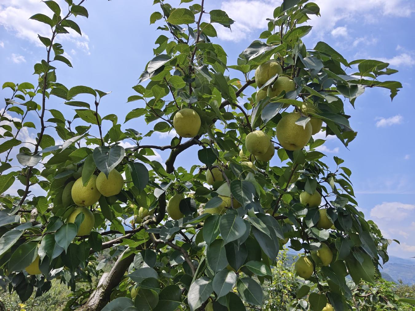 牛奶黄金梨果园实景图