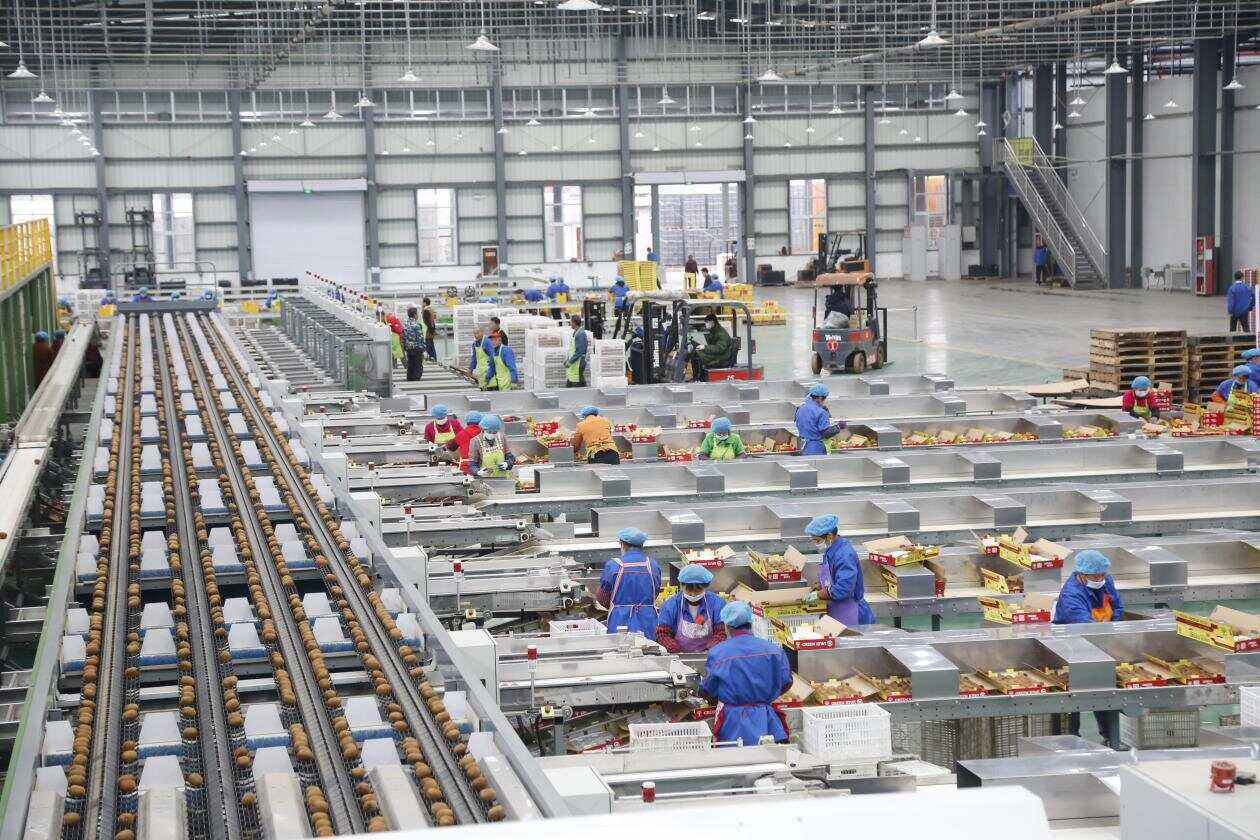 现代化核桃加工厂内景,工人正在操作自动化流水线设备,传送带上的核桃仁正在进行清洗与分选,背景有大型烘干机和色选机,体现标准化、洁净化的生产环境 现代化核桃加工车间场景