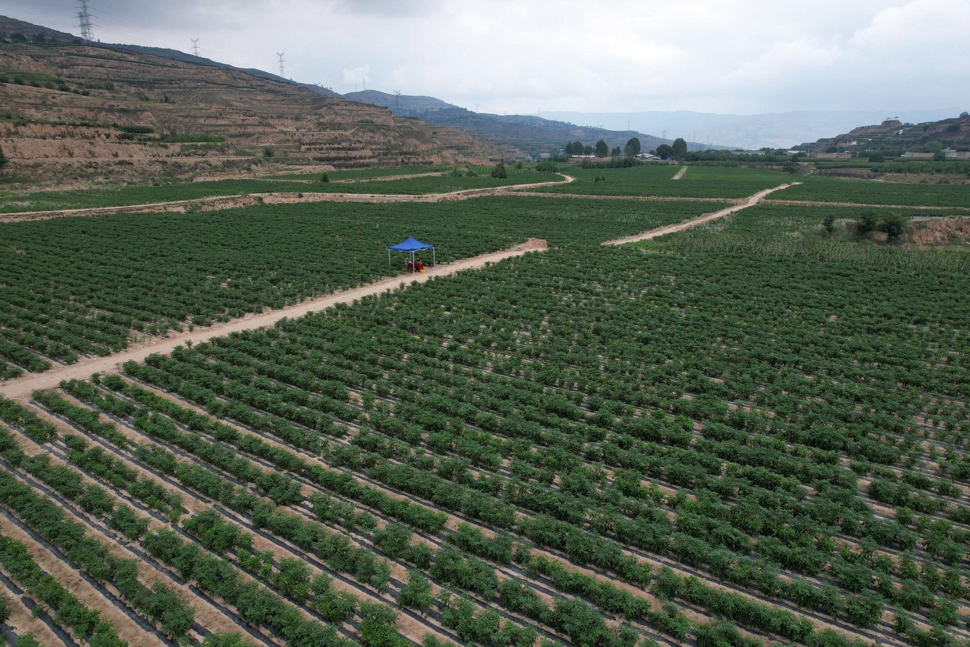 农家辣椒新鲜采摘现场